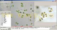 Chroococcus limneticus 湖沼色球藻--万深AlgaeC(1)